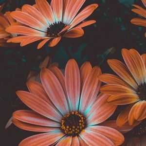 Meet your Posher, Leeza